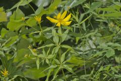 Greater Tickseed, Coreopsis major Greater Tickseed, Coreopsis major