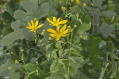 Greater Tickseed, Coreopsis major Greater Tickseed, Coreopsis major