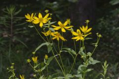 Greater Tickseed, Coreopsis major Greater Tickseed, Coreopsis major