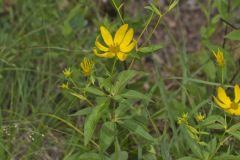 Greater Tickseed, Coreopsis major Greater Tickseed, Coreopsis major