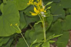 Greater Tickseed, Coreopsis major