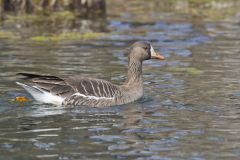 Greater White-fronted Goose