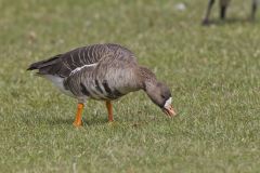 Greater White-fronted Goose, Anser albifrons
