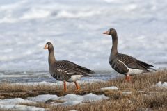 Greater White-fronted Goose, Anser albifrons