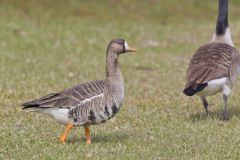 Greater White-fronted Goose, Anser albifrons