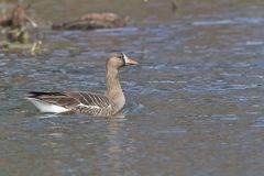 Greater White-fronted Goose, Anser albifrons
