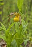Greater Yellow Lady's Slipper, Cypripedium parviflorum var. pubescens