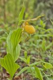 Greater Yellow Lady's Slipper, Cypripedium parviflorum var. pubescens