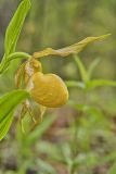 Greater Yellow Lady's Slipper, Cypripedium parviflorum var. pubescens