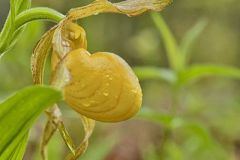 Greater Yellow Lady's Slipper
