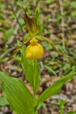 Greater Yellow Lady's Slipper, Cypripedium parviflorum var. pubescens