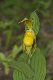 Greater Yellow Lady's Slipper, Cypripedium parviflorum var. pubescens