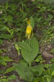 Greater Yellow Lady's Slipper, Cypripedium parviflorum var. pubescens