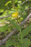 Greater Yellow Lady's Slipper, Cypripedium parviflorum var. pubescens