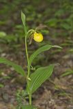 Greater Yellow Lady's Slipper, Cypripedium parviflorum var. pubescens