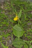 Greater Yellow Lady's Slipper, Cypripedium parviflorum var. pubescens