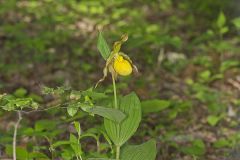 Greater Yellow Lady's Slipper, Cypripedium parviflorum var. pubescens