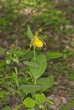 Greater Yellow Lady's Slipper, Cypripedium parviflorum var. pubescens