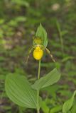 Greater Yellow Lady's Slipper, Cypripedium parviflorum var. pubescens