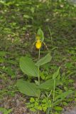 Greater Yellow Lady's Slipper, Cypripedium parviflorum var. pubescens