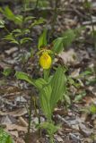 Greater Yellow Lady's Slipper, Cypripedium parviflorum var. pubescens