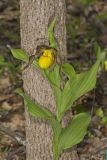 Greater Yellow Lady's Slipper, Cypripedium parviflorum var. pubescens