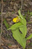 Greater Yellow Lady's Slipper, Cypripedium parviflorum var. pubescens