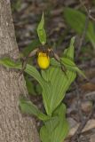 Greater Yellow Lady's Slipper, Cypripedium parviflorum var. pubescens