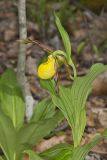 Greater Yellow Lady's Slipper, Cypripedium parviflorum var. pubescens