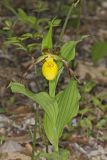 Greater Yellow Lady's Slipper, Cypripedium parviflorum var. pubescens