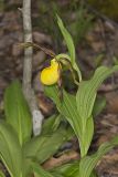 Greater Yellow Lady's Slipper, Cypripedium parviflorum var. pubescens