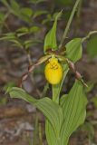 Greater Yellow Lady's Slipper, Cypripedium parviflorum var. pubescens