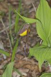 Greater Yellow Lady's Slipper, Cypripedium parviflorum var. pubescens