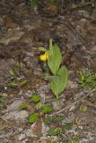 Greater Yellow Lady's Slipper, Cypripedium parviflorum var. pubescens