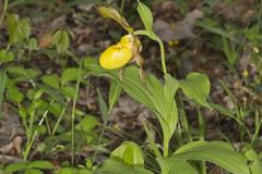 Orchidaceae, Orchid Family