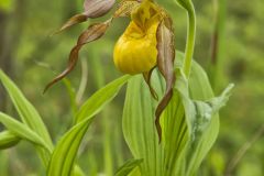 Greater Yellow Lady's Slipper, Cypripedium parviflorum var. pubescens Greater Yellow Lady's Slipper, Cypripedium parviflorum var. pubescens