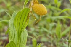 Greater Yellow Lady's Slipper, Cypripedium parviflorum var. pubescens Greater Yellow Lady's Slipper, Cypripedium parviflorum var. pubescens