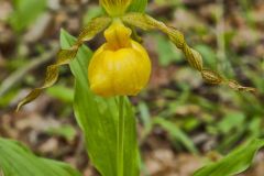 Greater Yellow Lady's Slipper, Cypripedium parviflorum var. pubescens