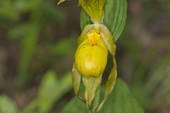 Greater Yellow Lady's Slipper, Cypripedium parviflorum var. pubescens Greater Yellow Lady's Slipper, Cypripedium parviflorum var. pubescens