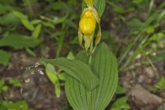 Greater Yellow Lady's Slipper, Cypripedium parviflorum var. pubescens Greater Yellow Lady's Slipper, Cypripedium parviflorum var. pubescens