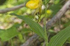 Greater Yellow Lady's Slipper, Cypripedium parviflorum var. pubescens Greater Yellow Lady's Slipper, Cypripedium parviflorum var. pubescens