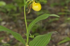 Greater Yellow Lady's Slipper, Cypripedium parviflorum var. pubescens Greater Yellow Lady's Slipper, Cypripedium parviflorum var. pubescens