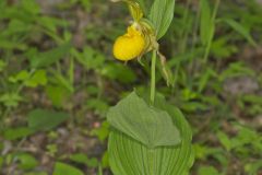 Greater Yellow Lady's Slipper, Cypripedium parviflorum var. pubescens