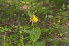 Greater Yellow Lady's Slipper, Cypripedium parviflorum var. pubescens Greater Yellow Lady's Slipper, Cypripedium parviflorum var. pubescens