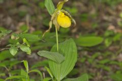 Greater Yellow Lady's Slipper, Cypripedium parviflorum var. pubescens Greater Yellow Lady's Slipper, Cypripedium parviflorum var. pubescens