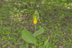 Greater Yellow Lady's Slipper, Cypripedium parviflorum var. pubescens