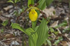 Greater Yellow Lady's Slipper, Cypripedium parviflorum var. pubescens