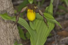 Greater Yellow Lady's Slipper, Cypripedium parviflorum var. pubescens