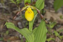Greater Yellow Lady's Slipper, Cypripedium parviflorum var. pubescens