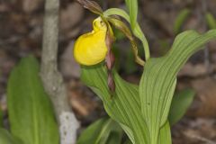 Greater Yellow Lady's Slipper, Cypripedium parviflorum var. pubescens